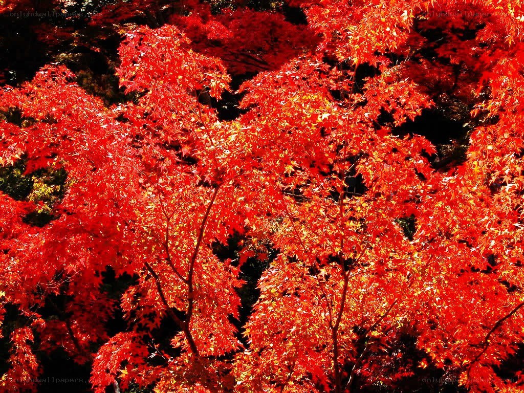 Vibrant red maple leaves