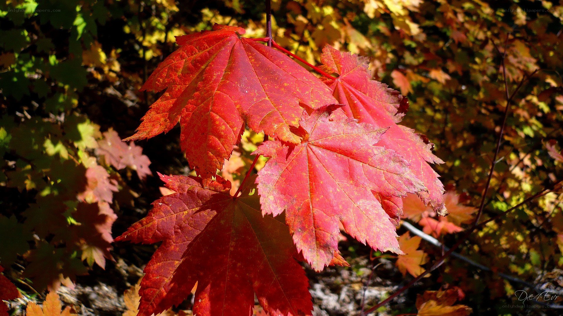 vibrant red maple leaves