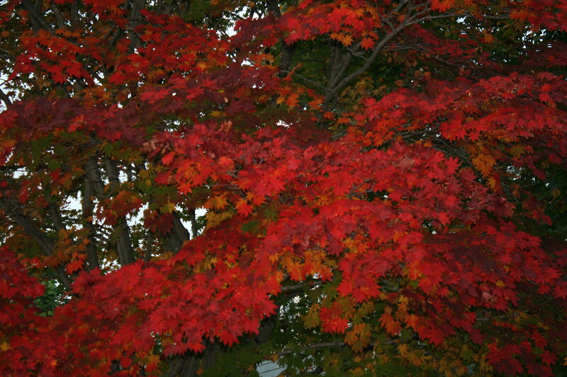 vibrant red maple leaves