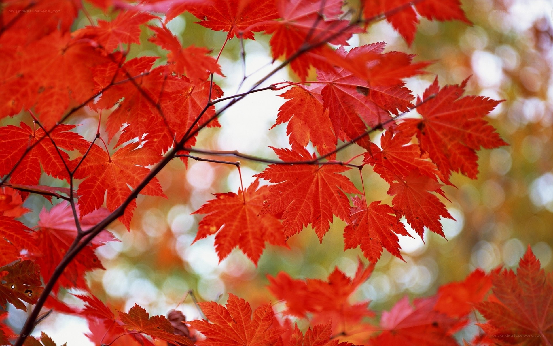 vibrant red maple leaves