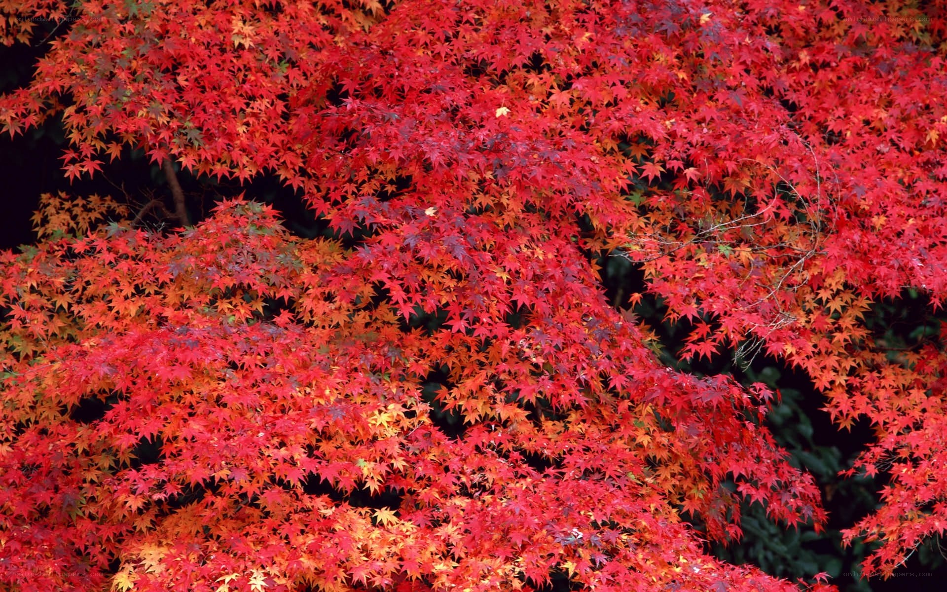 Vibrant red maple leaves