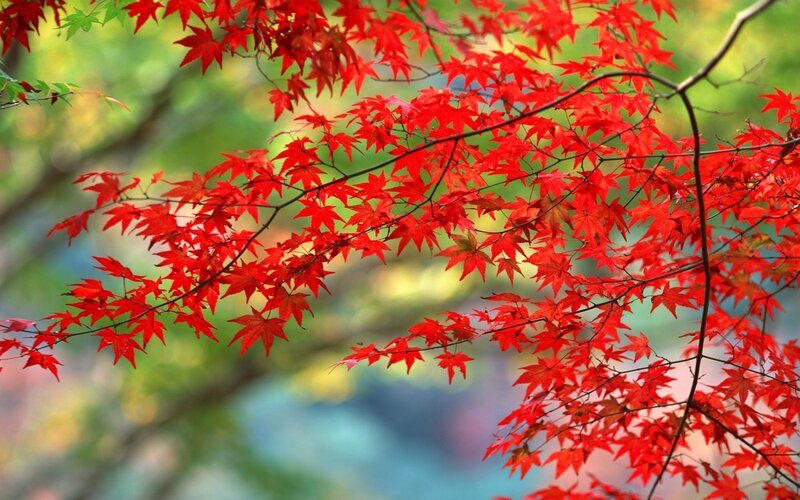 Vibrant red maple leaves