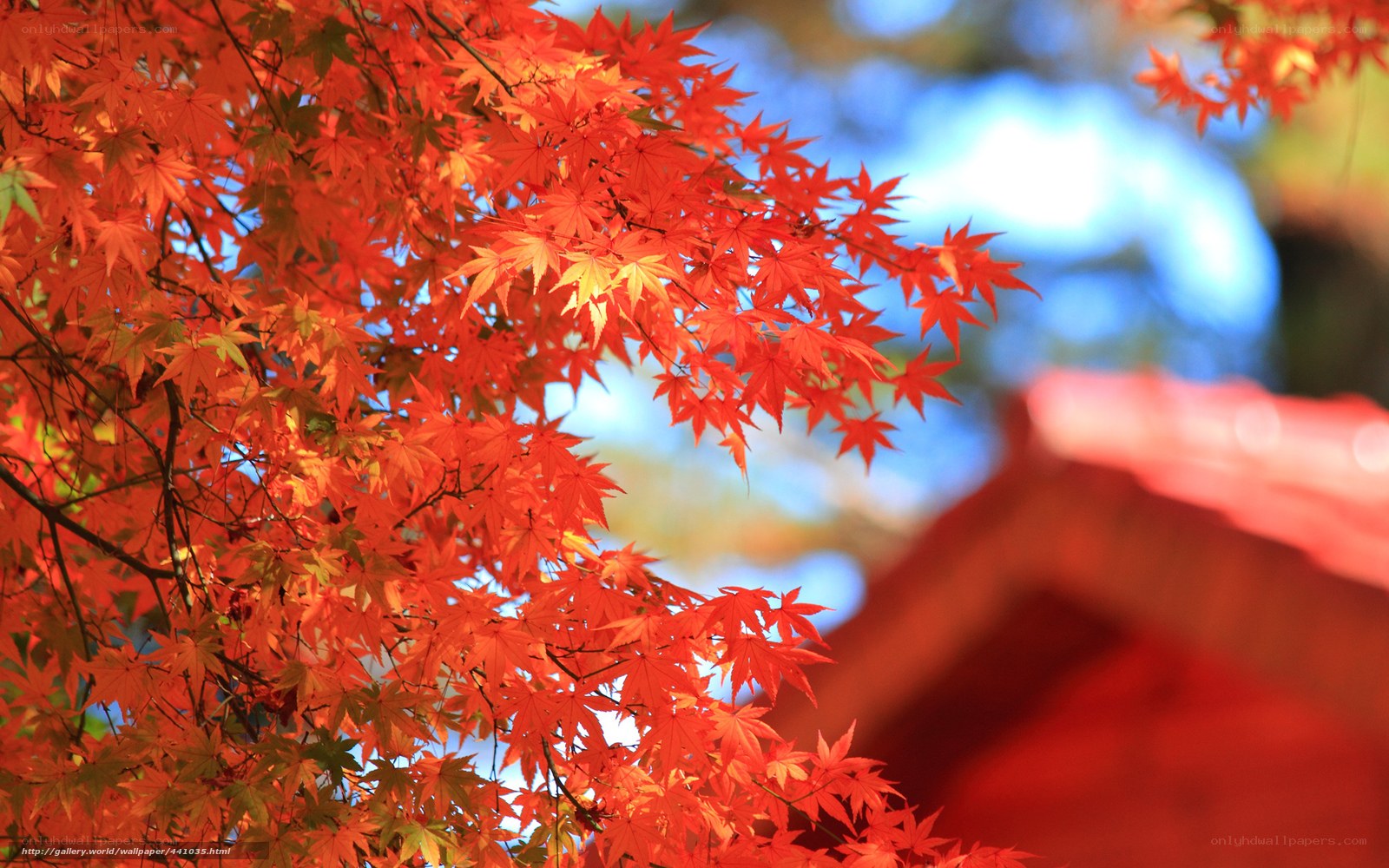 Vibrant red maple leaves