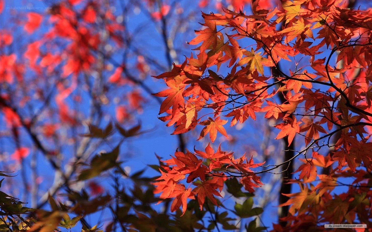 Vibrant red maple leaves against blue sky