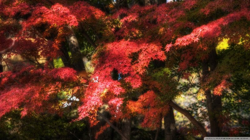 Vibrant red maple leaves in autumn