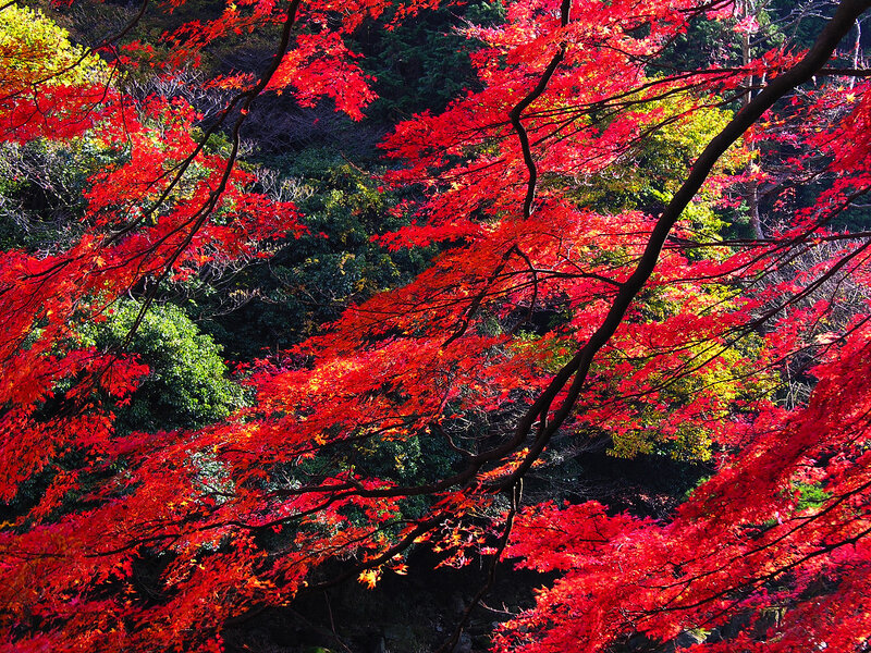 Vibrant red maple leaves in autumn
