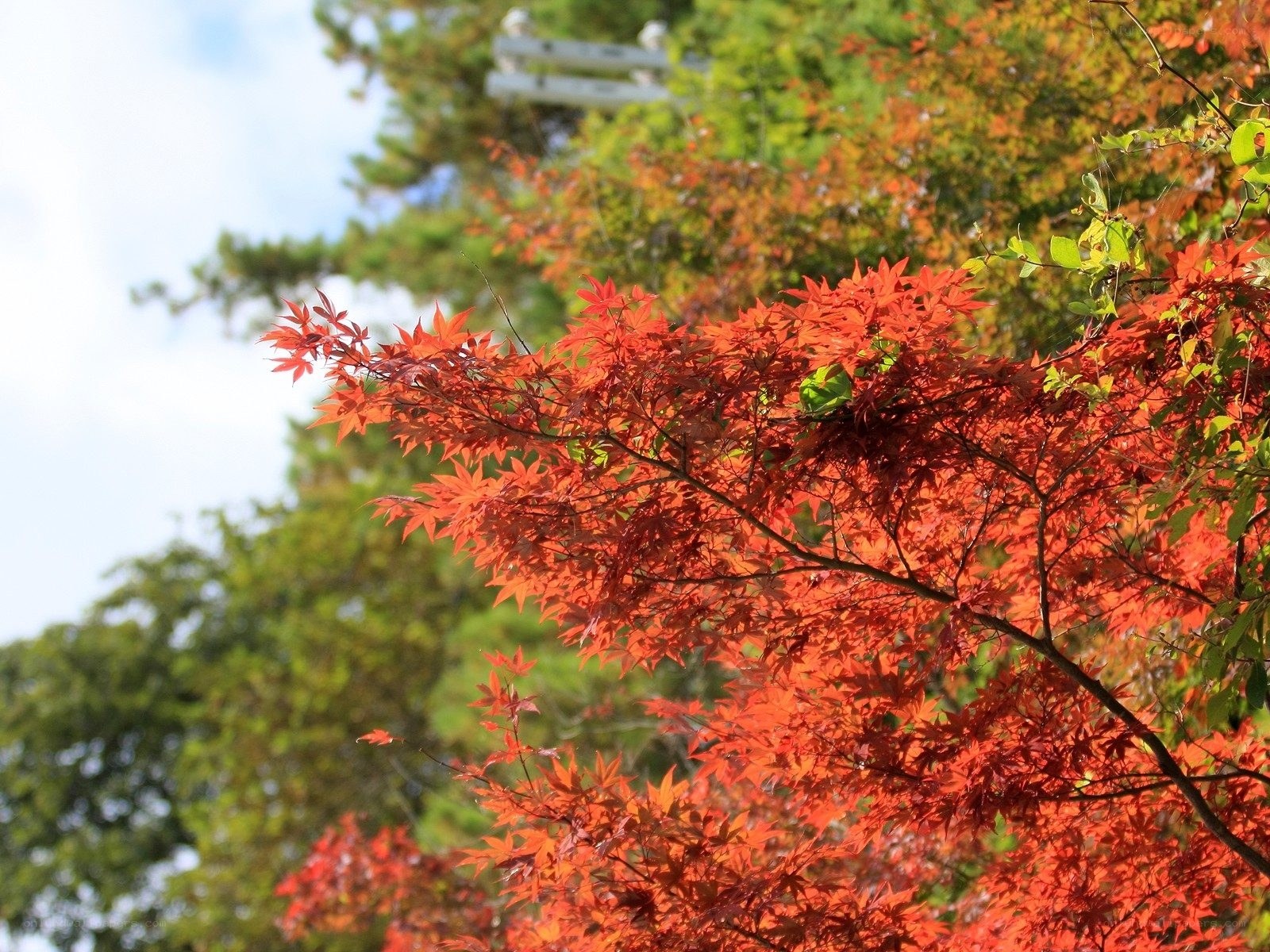 Vibrant red maple leaves in autumn