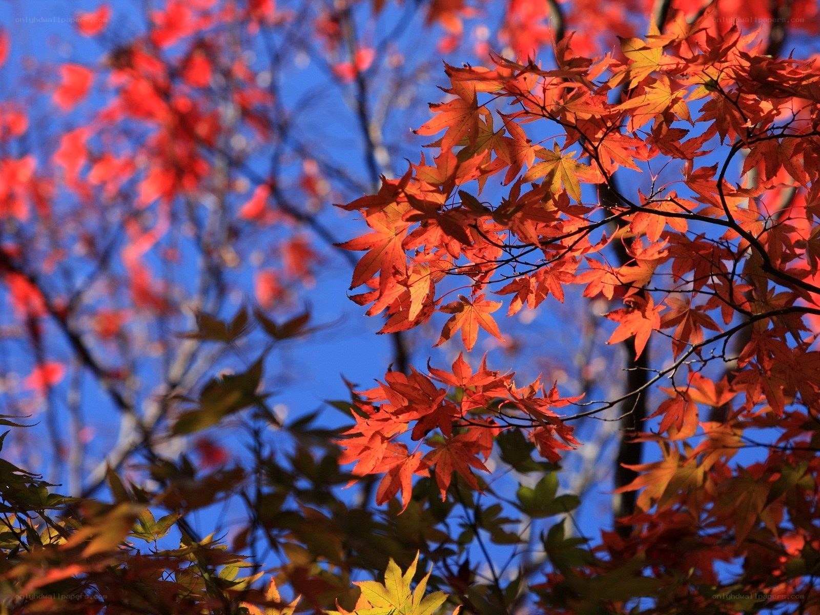 Vibrant red maple leaves in autumn