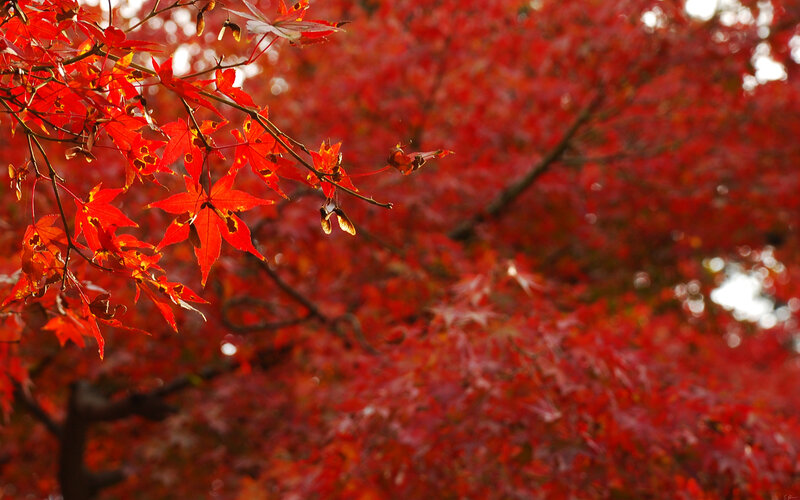Vibrant red maple leaves in autumn
