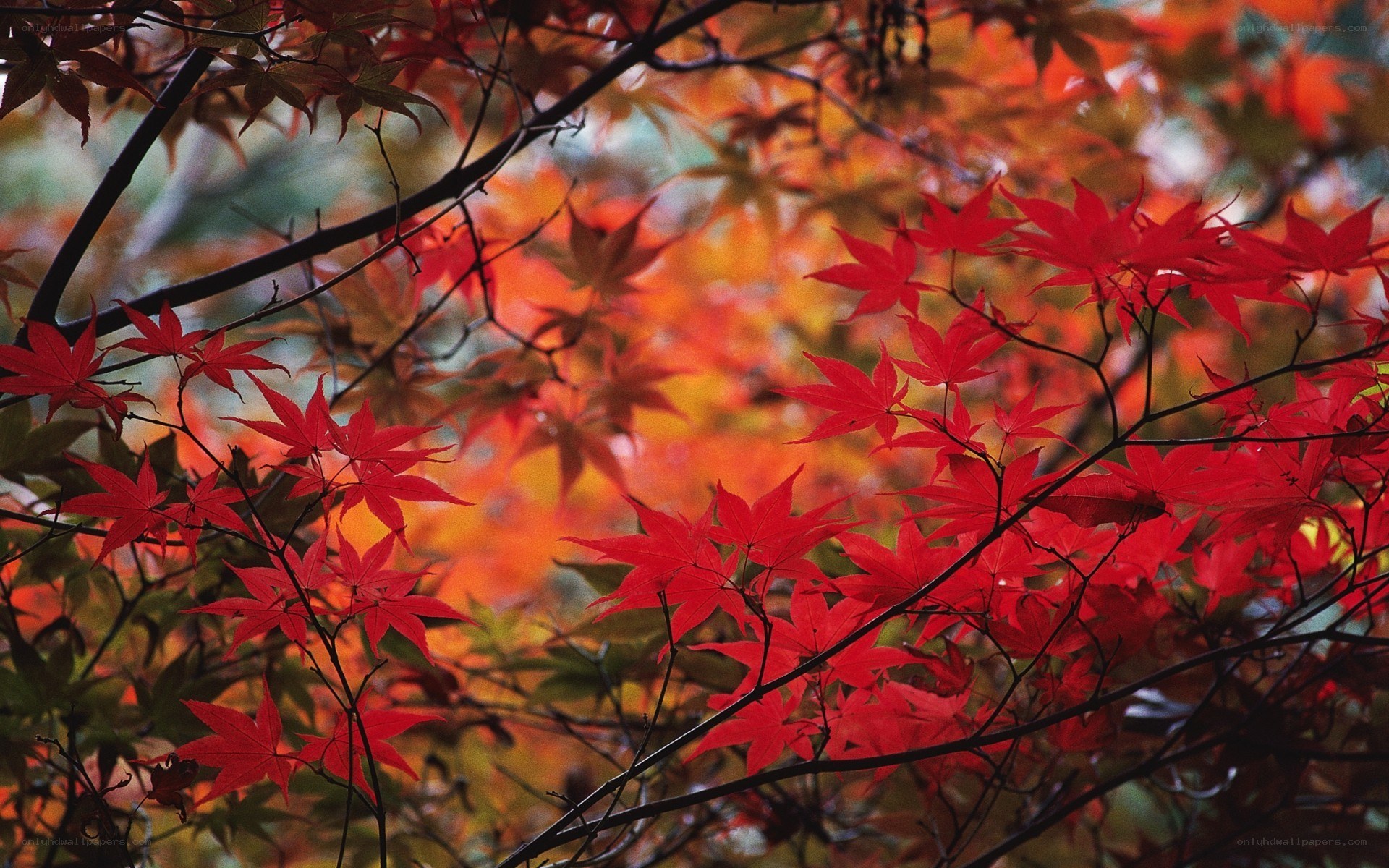 Vibrant red maple leaves in autumn