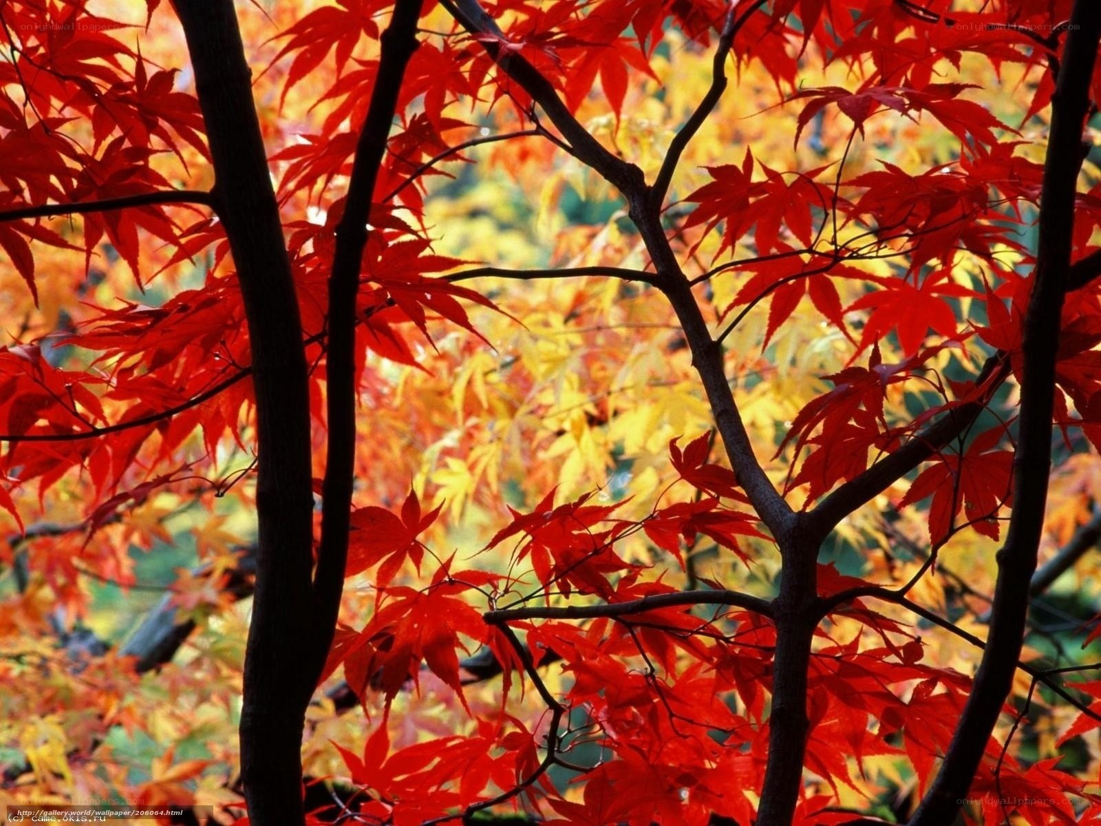 Vibrant red maple leaves in autumn