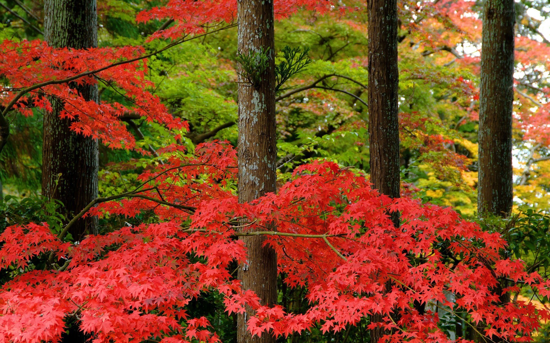 Vibrant red maple leaves in forest