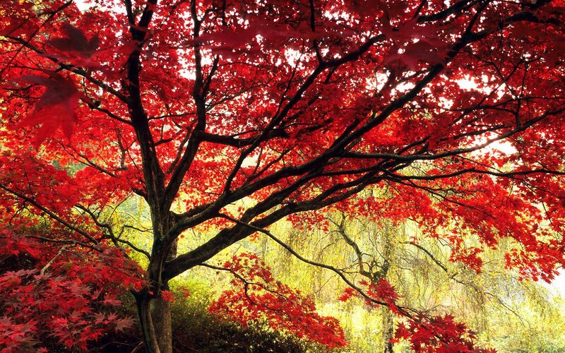 Vibrant red maple tree