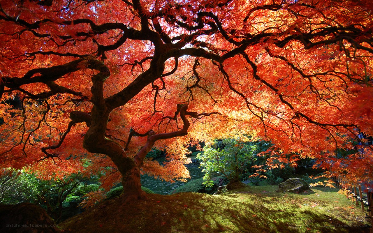 Vibrant red maple tree