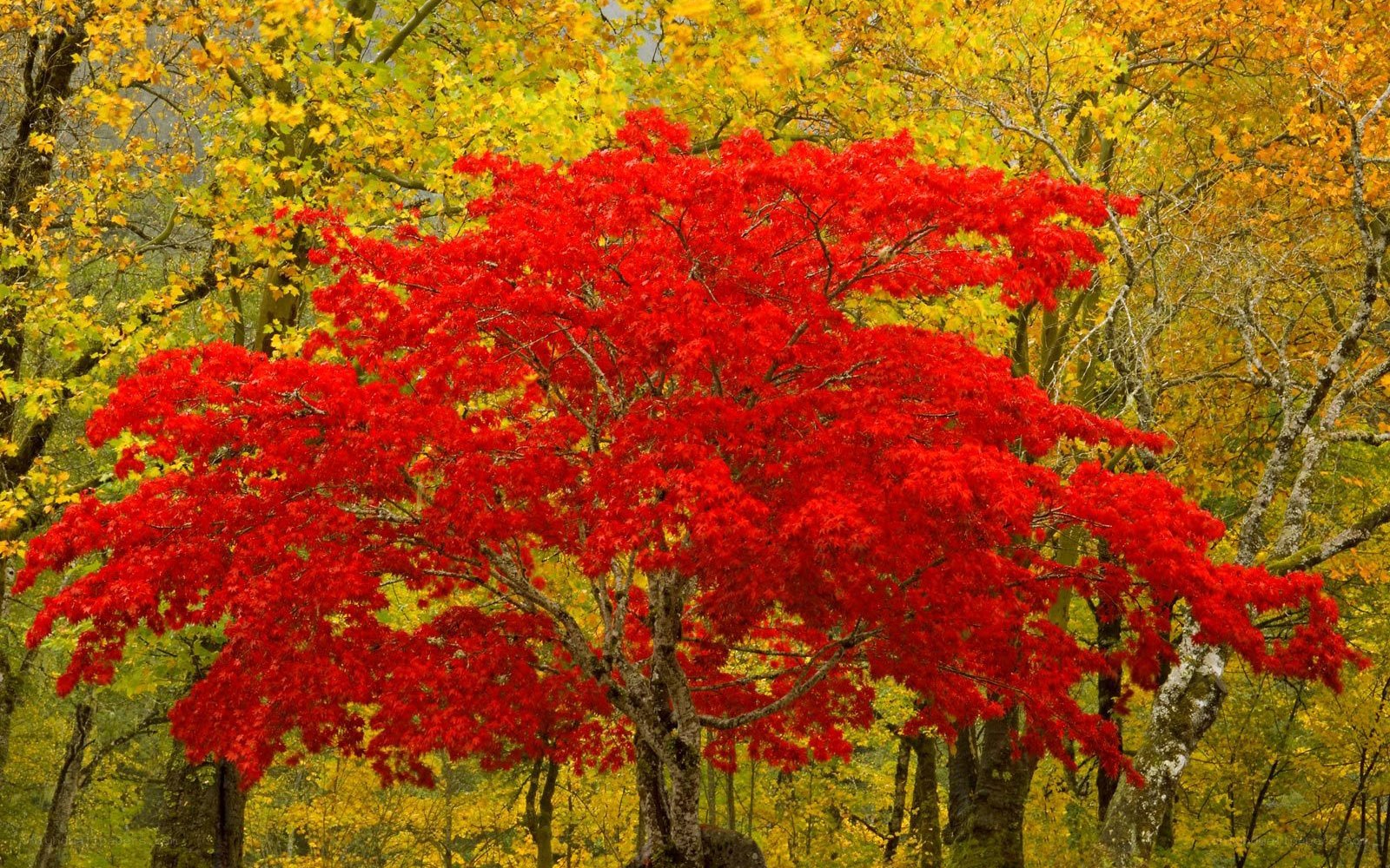 Vibrant red maple tree
