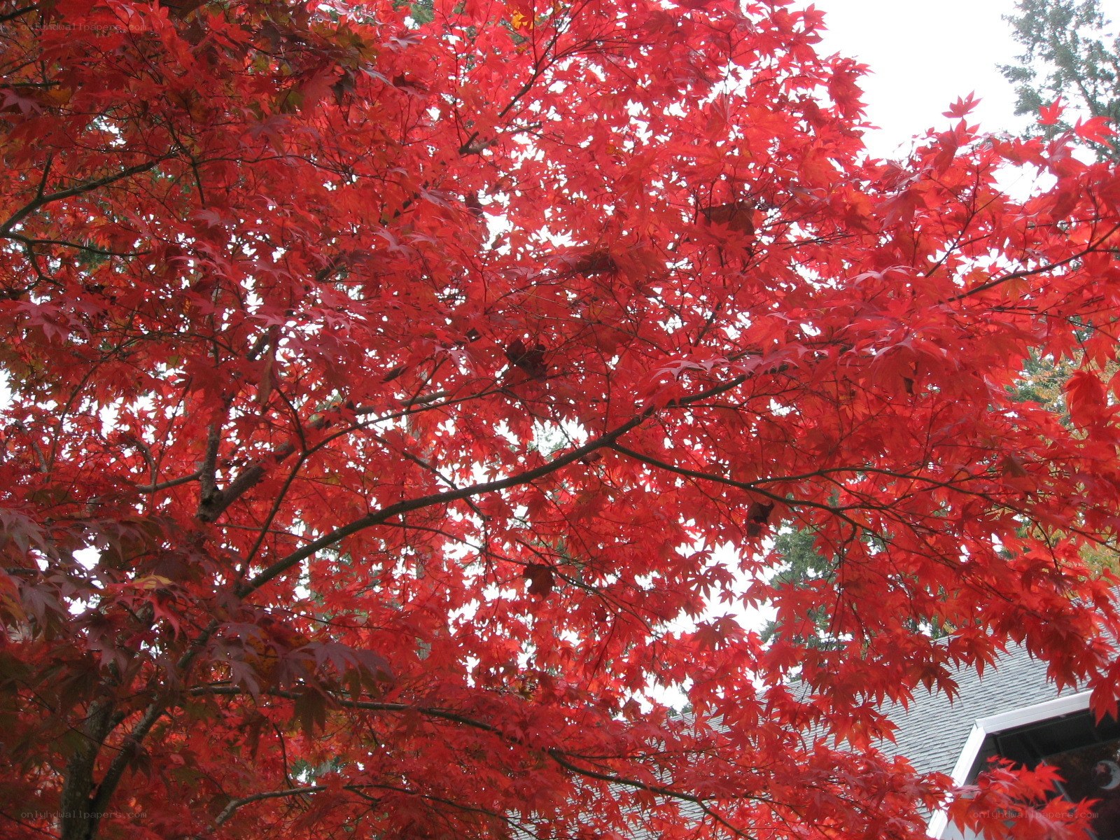 vibrant red maple tree