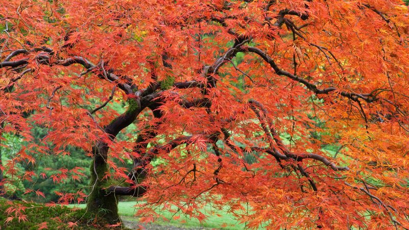 Vibrant red maple tree