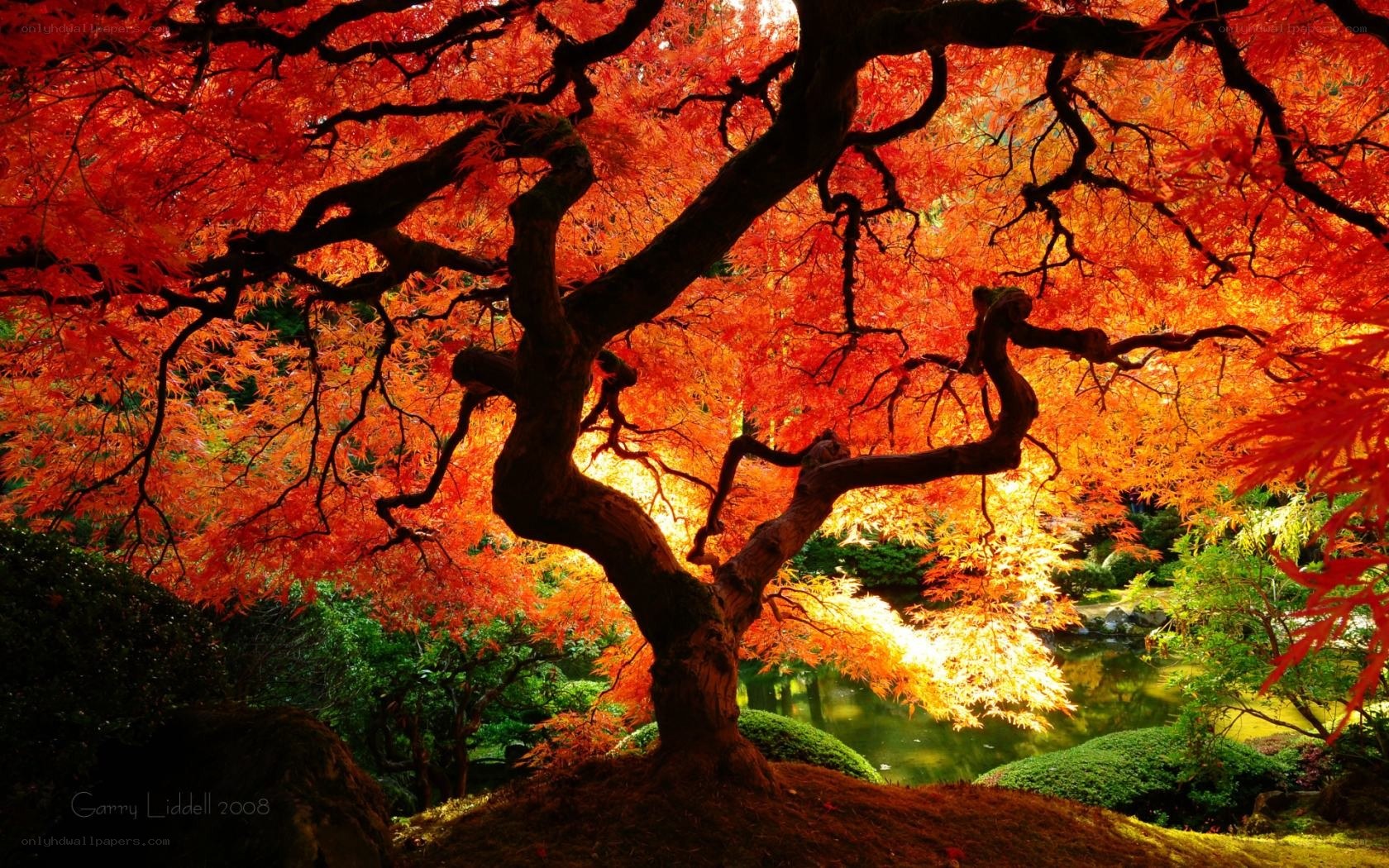 Vibrant red maple tree