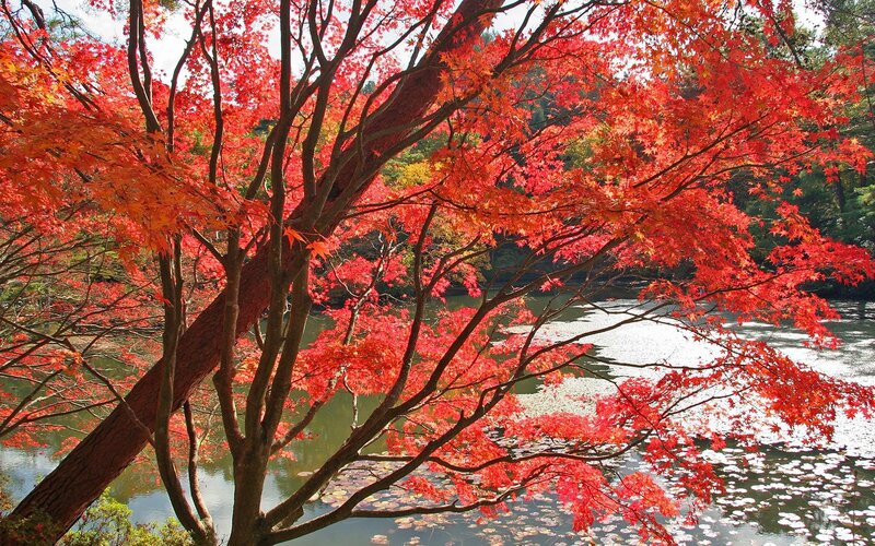 Vibrant red maple tree by pond