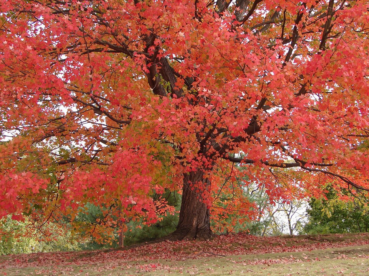 Vibrant red maple tree in autumn