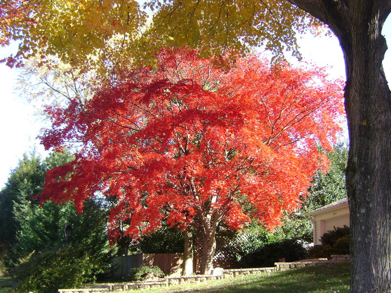 Vibrant red maple tree in autumn