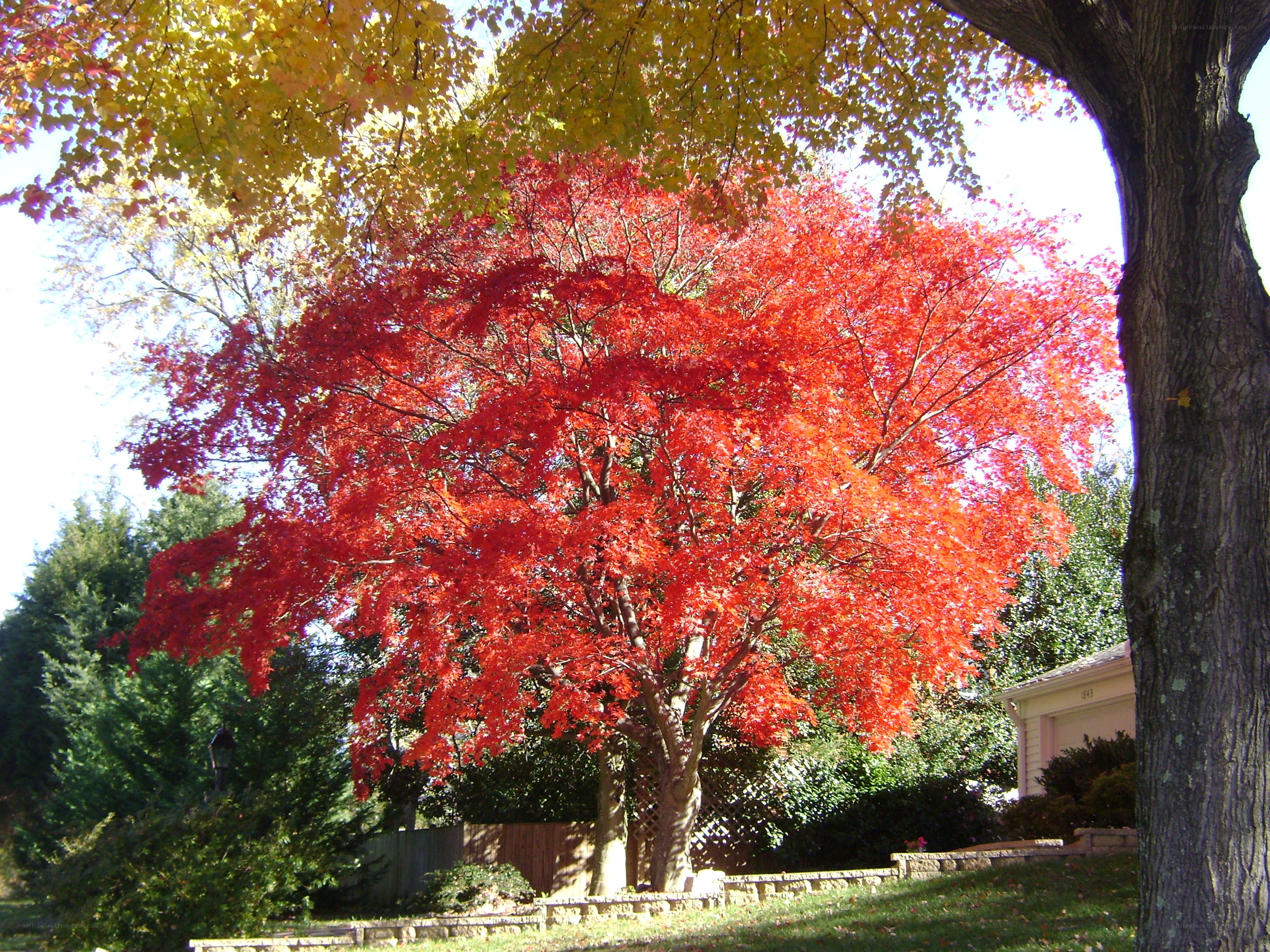 Vibrant red maple tree in autumn