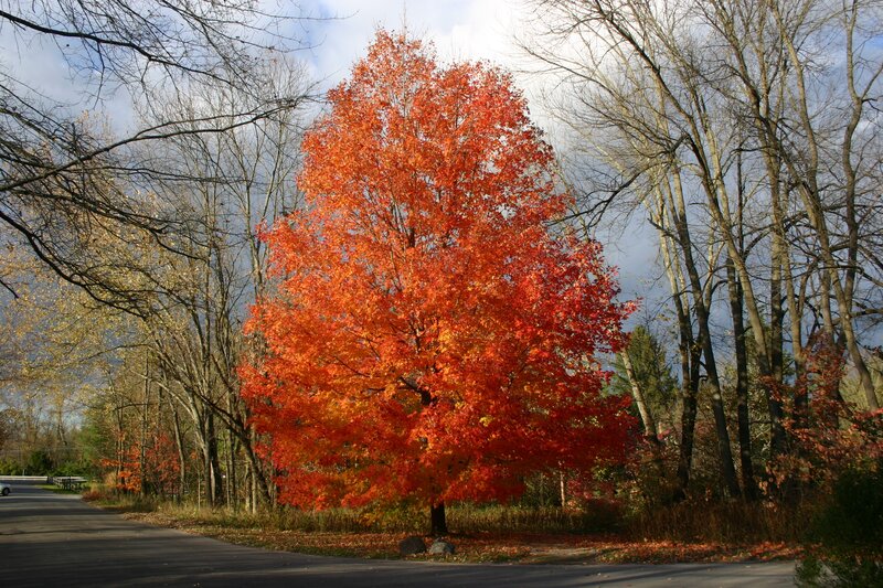 Vibrant Red Maple Tree — Serene