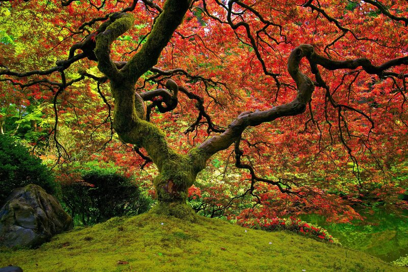 Vibrant red maple tree