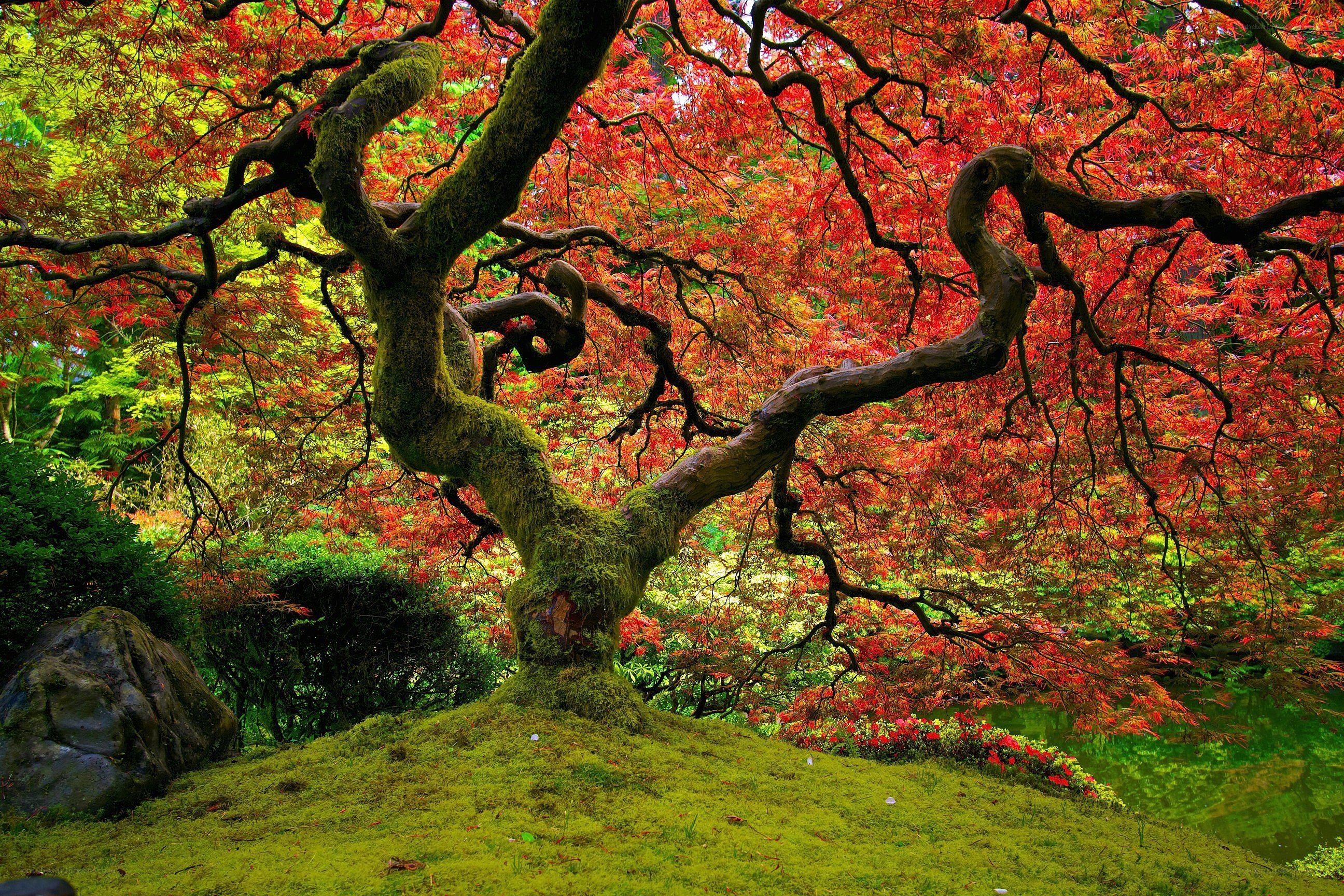 Vibrant red maple tree