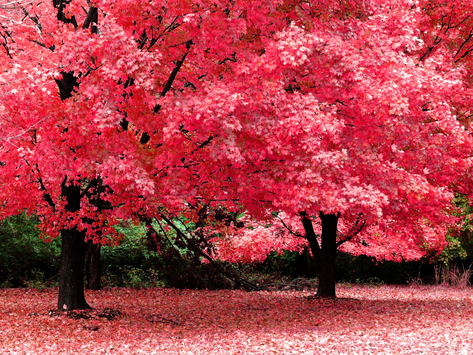 Vibrant red maple trees