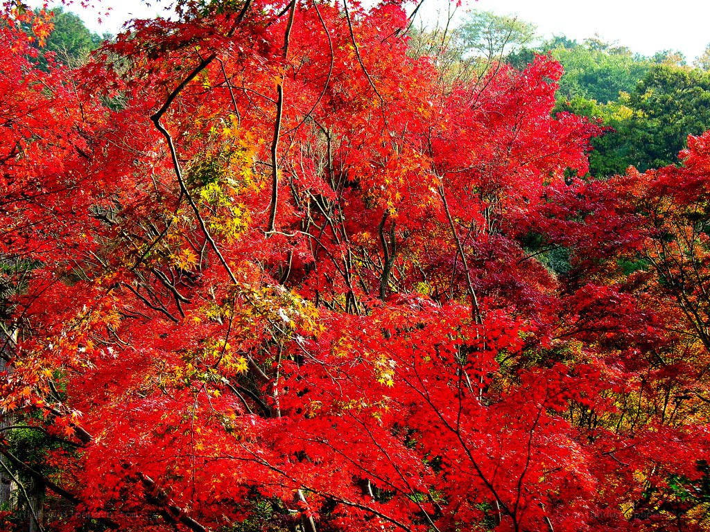 Vibrant red maple trees in autumn