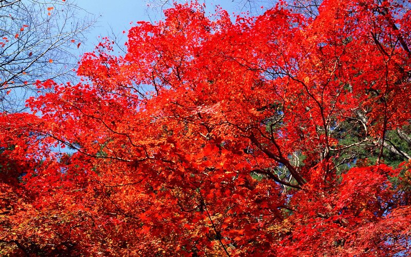 Vibrant red maple trees in autumn