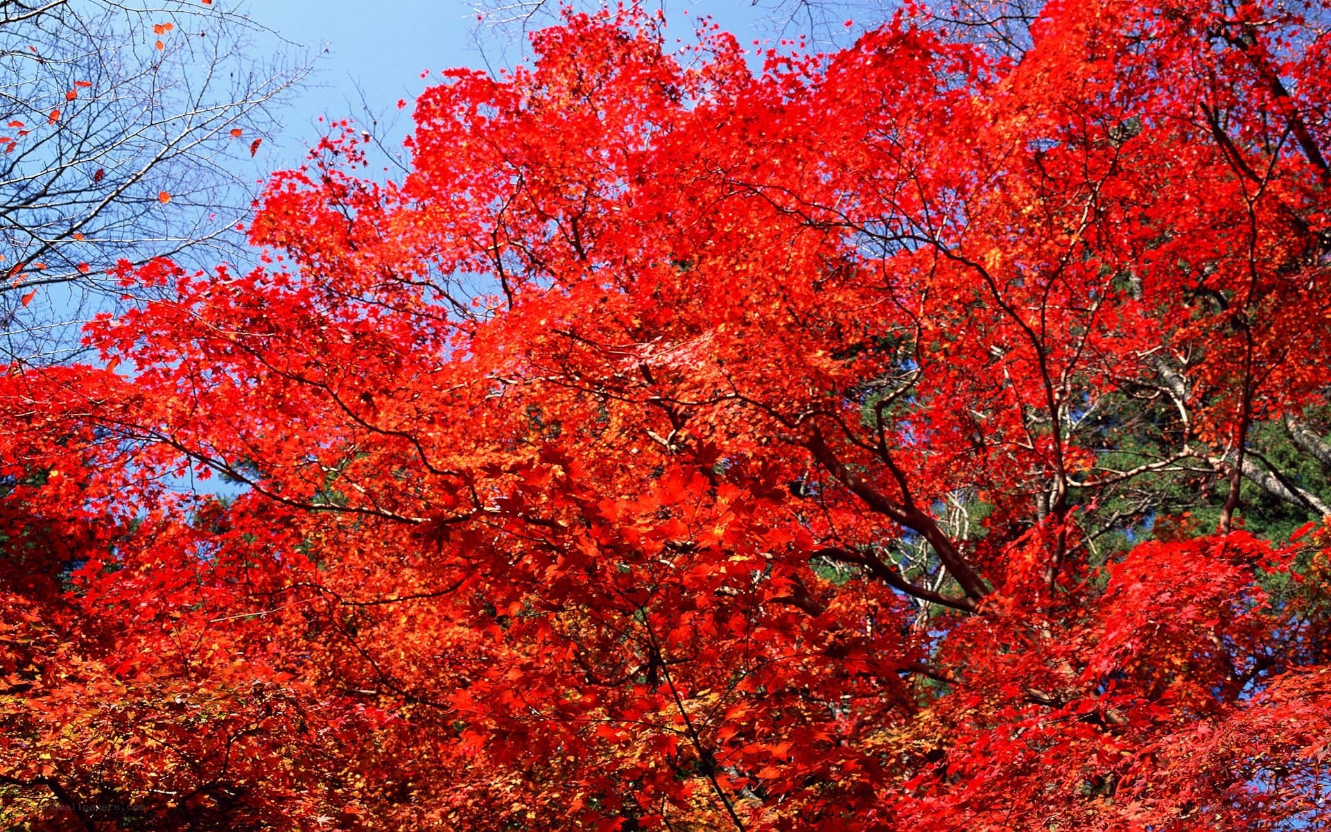 Vibrant red maple trees in autumn