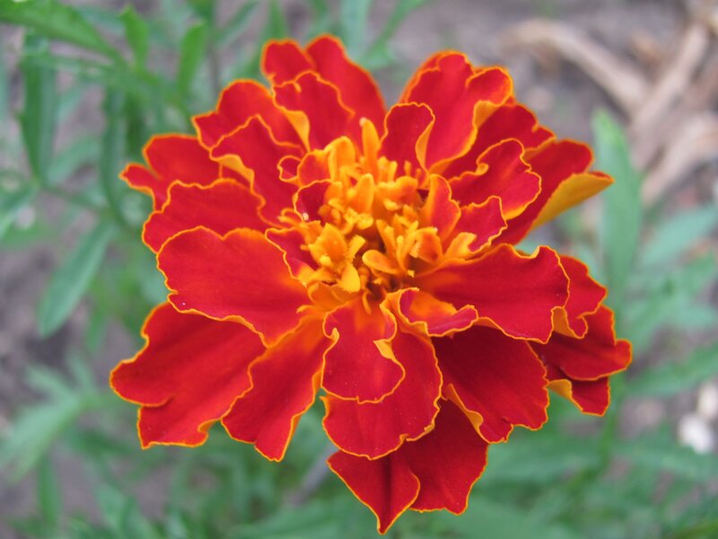 vibrant red marigold flower