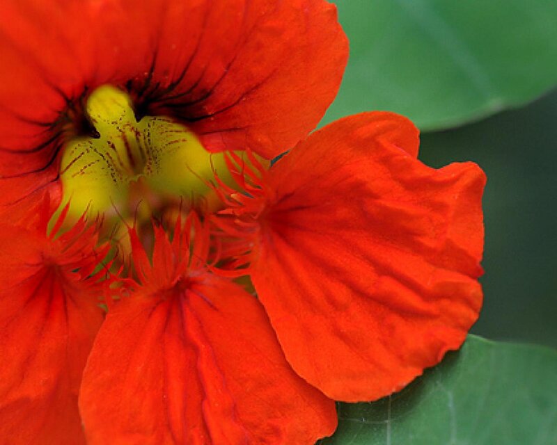 vibrant red nasturtium flower