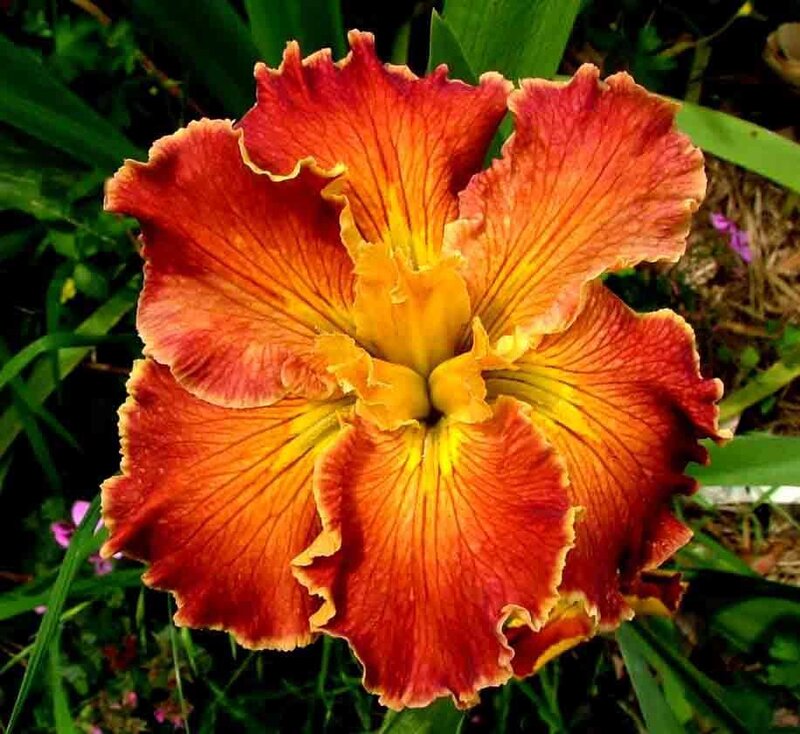 vibrant red-orange iris flower