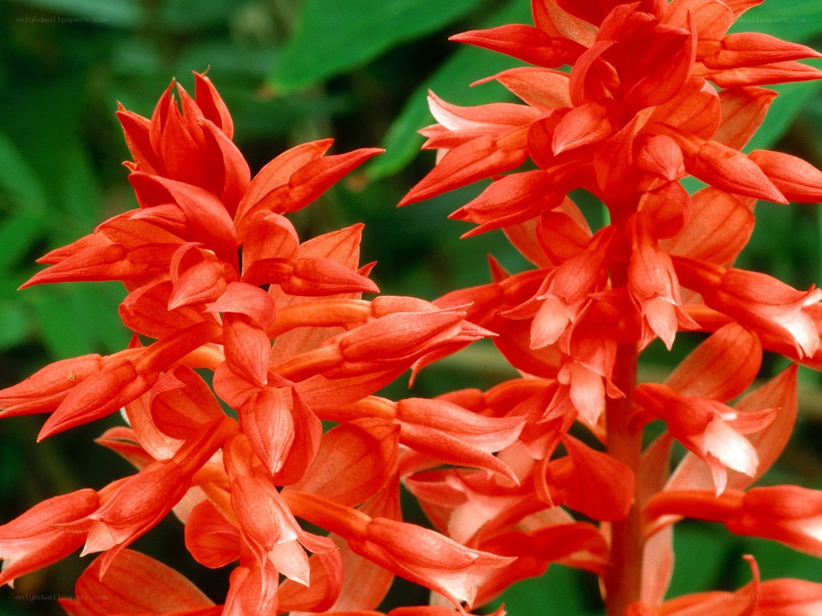vibrant red orchid blooms