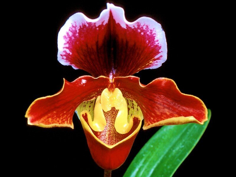 vibrant red orchid flower