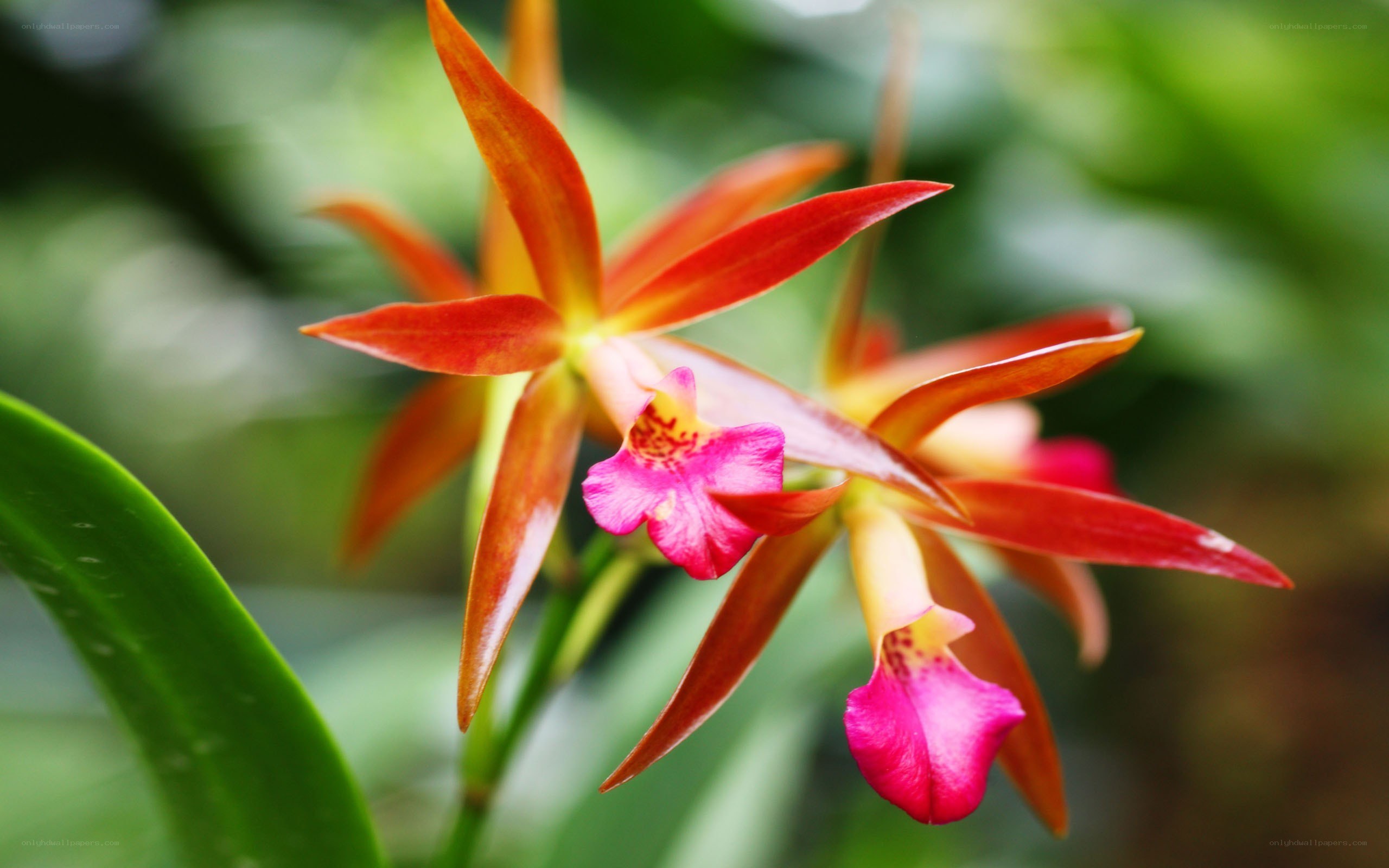 vibrant red orchid flowers