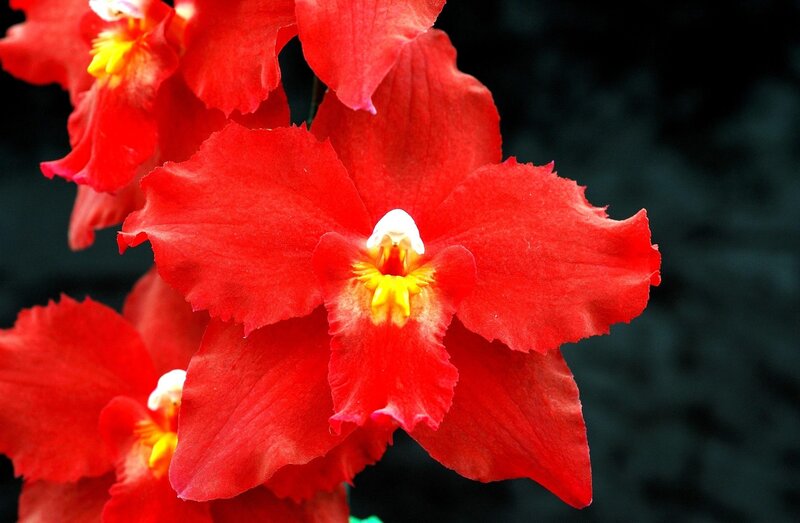 vibrant red orchid flowers