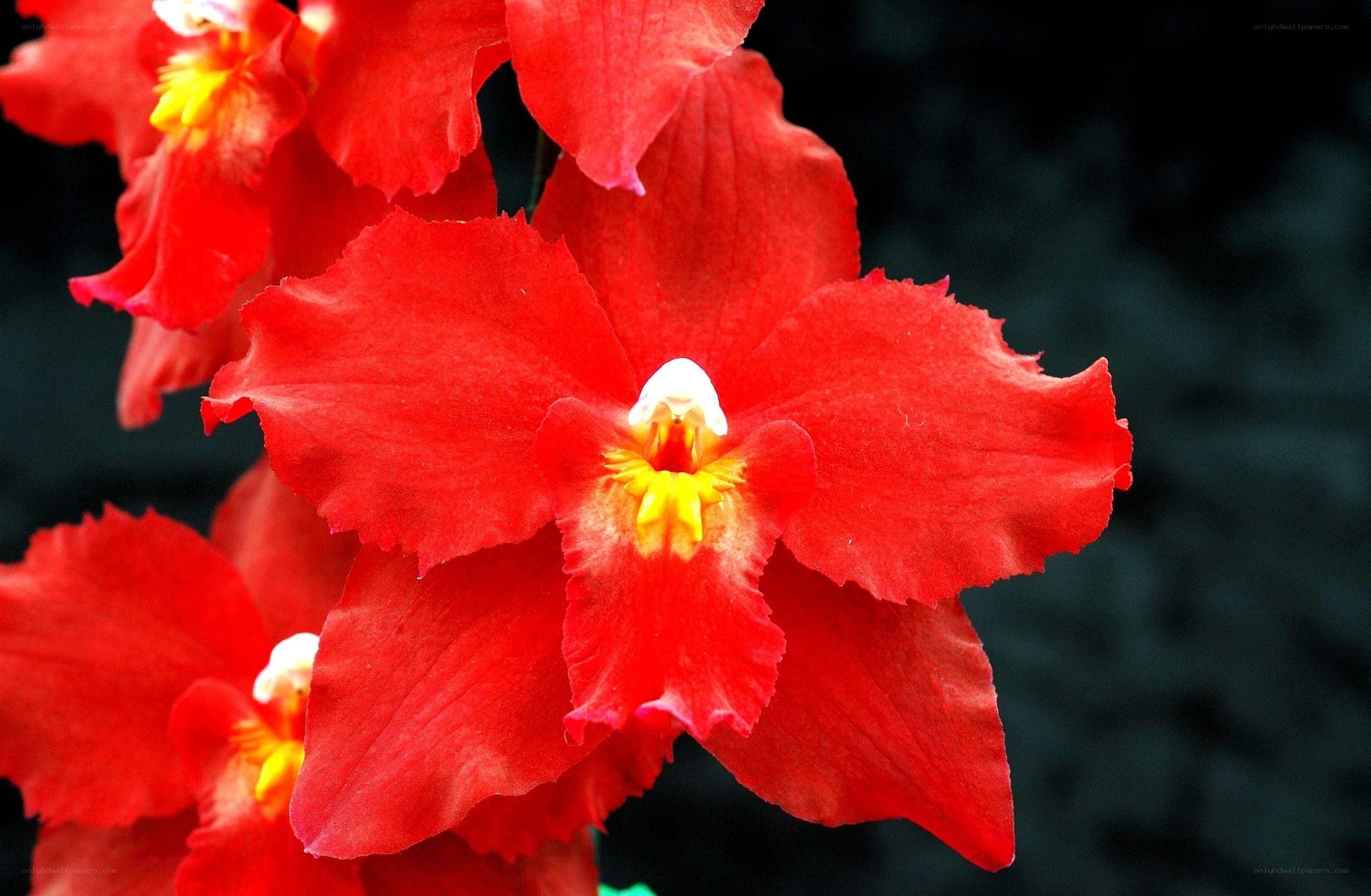 vibrant red orchid flowers