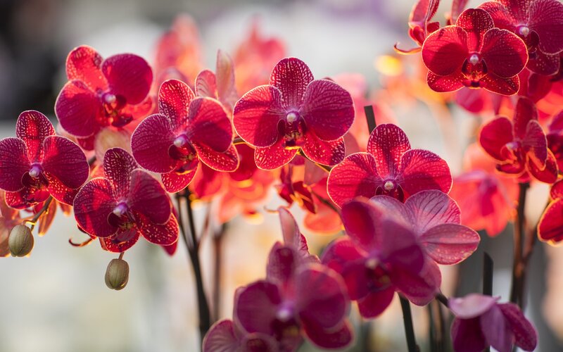 vibrant red orchids in bloom