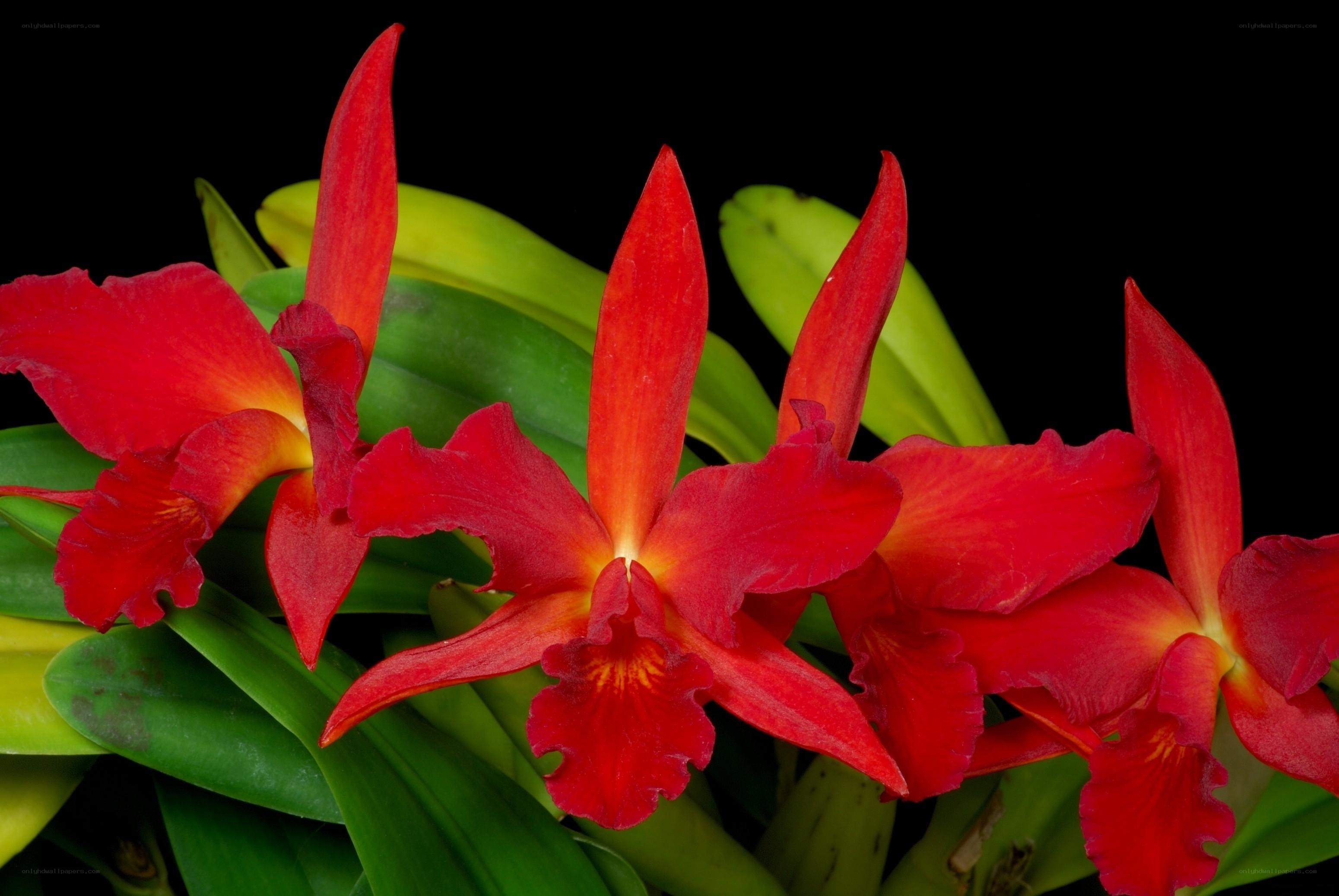 Vibrant red orchids in bloom