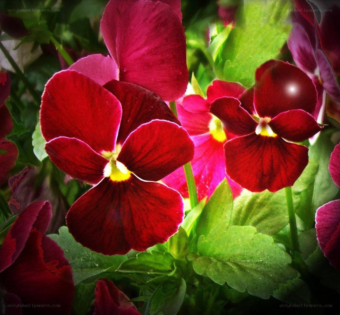 vibrant red pansies in bloom