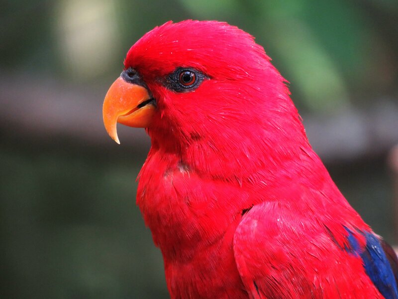 vibrant red parrot