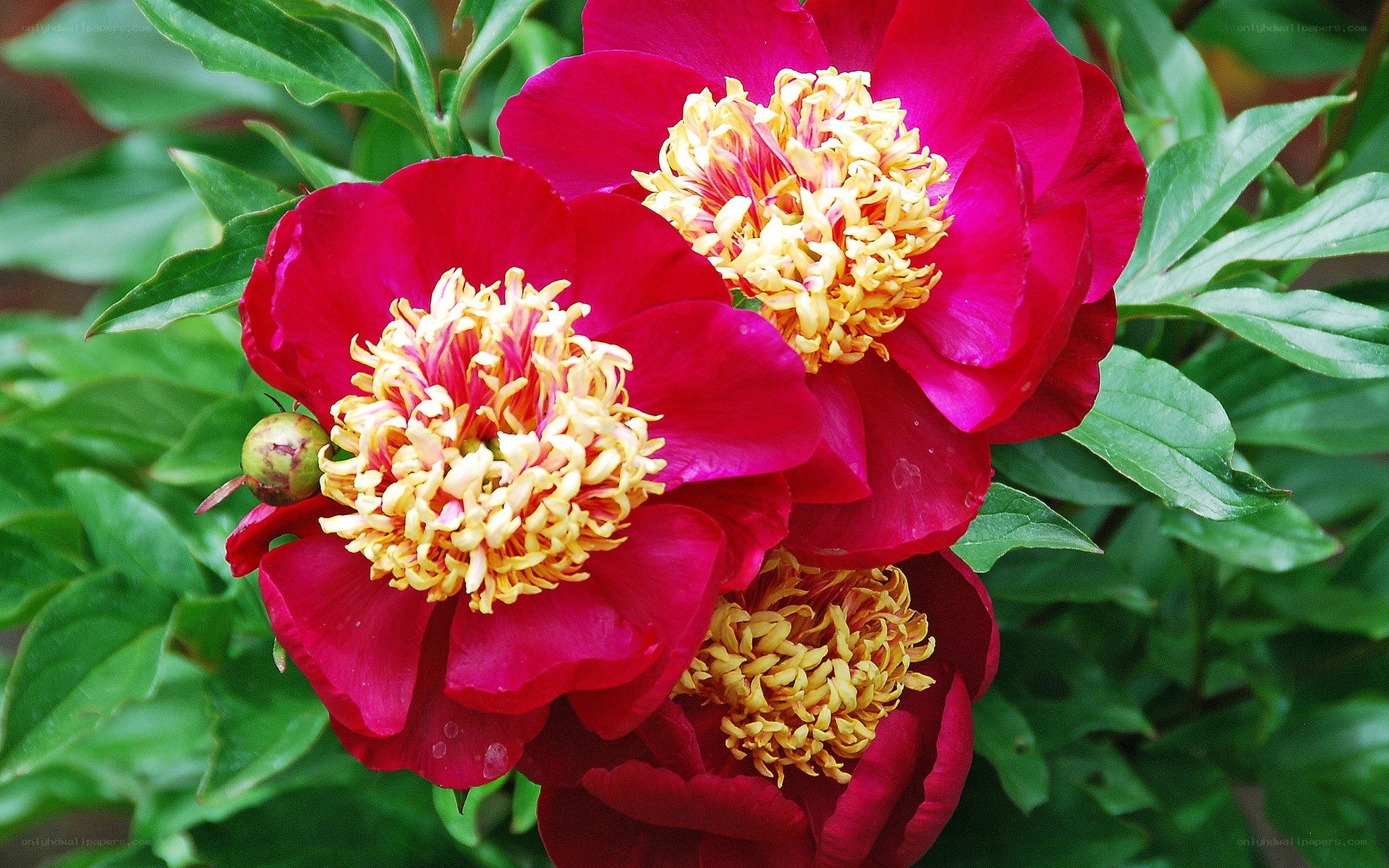 vibrant red peonies in bloom