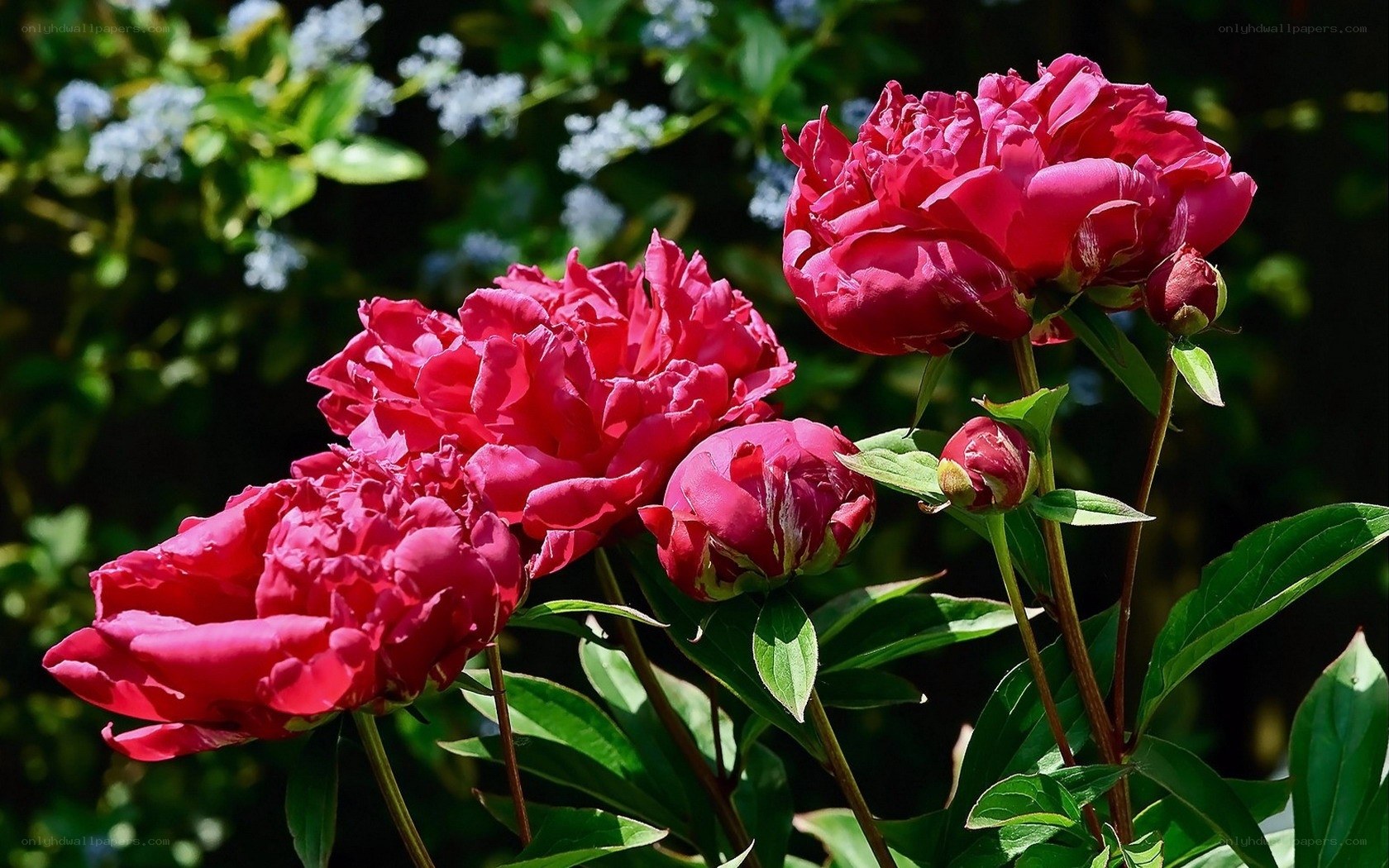 Vibrant red peonies in bloom