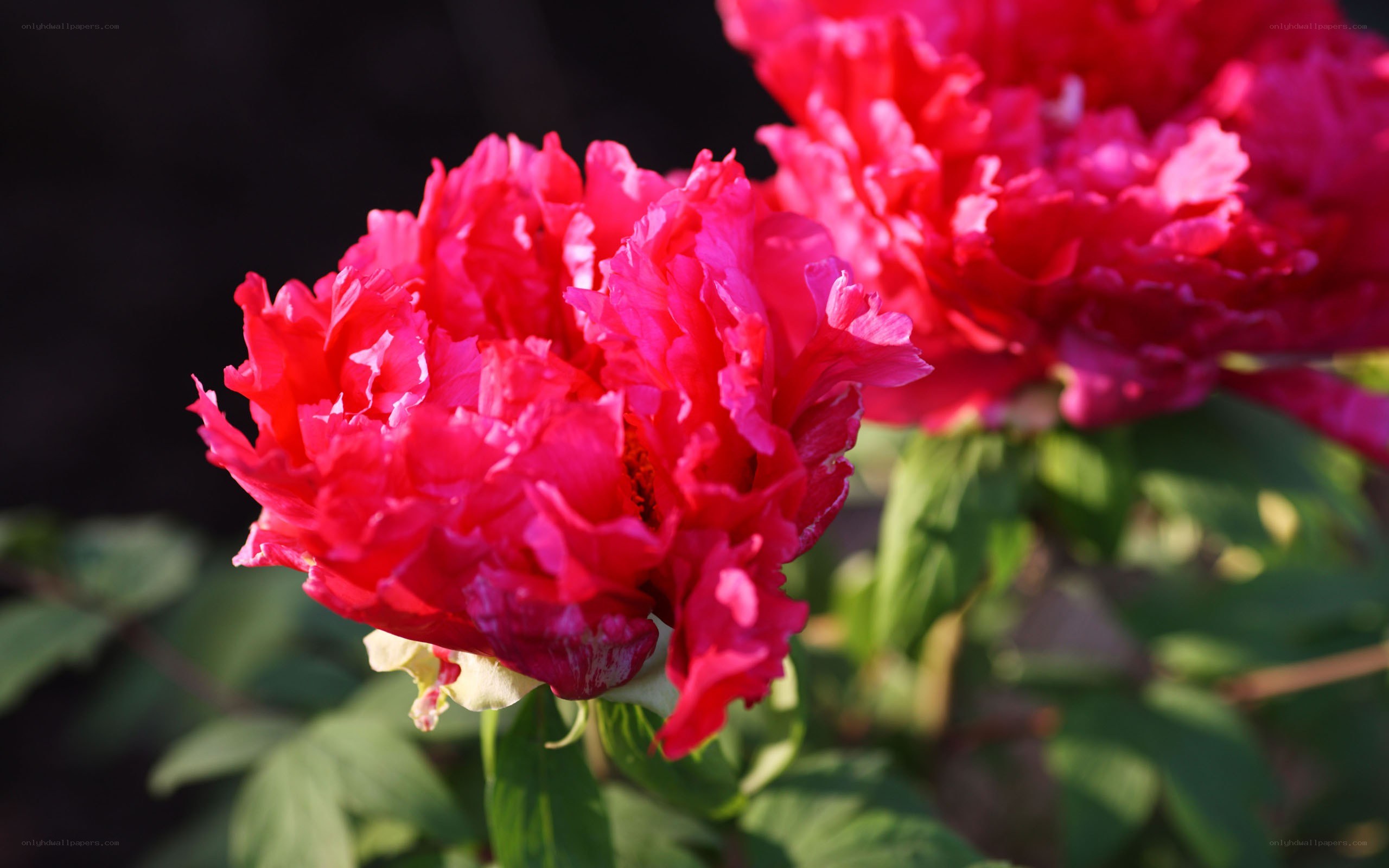 vibrant red peony flower
