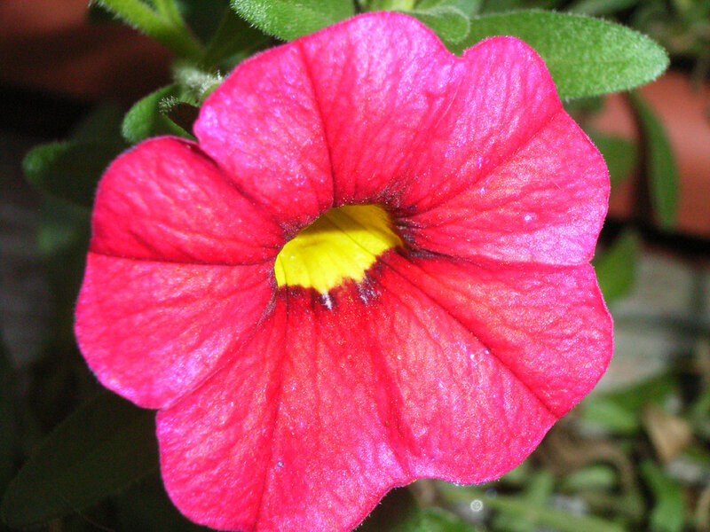 vibrant red petunia flower