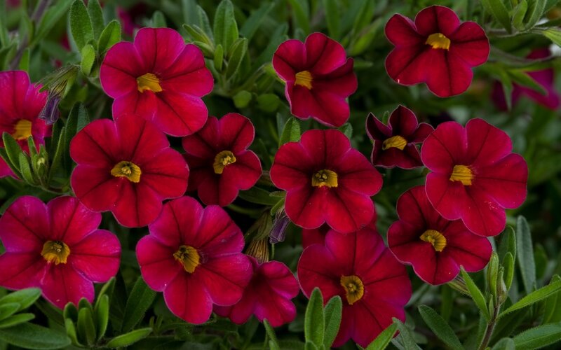 vibrant red petunias in bloom